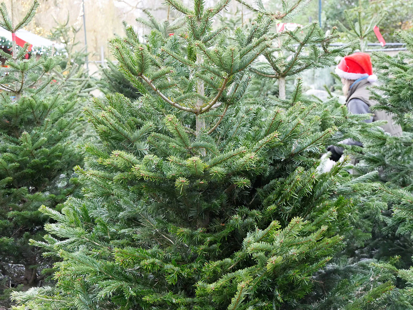 12ft Nordmann Fir Christmas Tree - Image 3