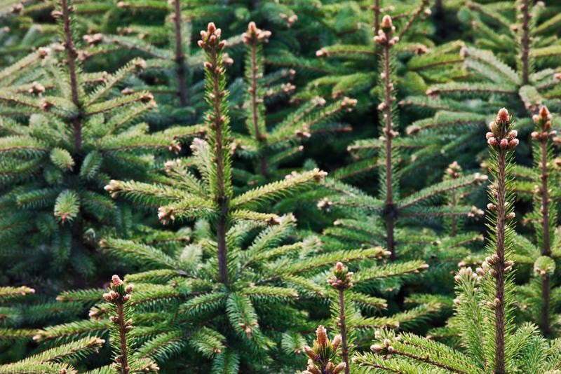 4ft Nordmann Fir Christmas Tree - Image 6