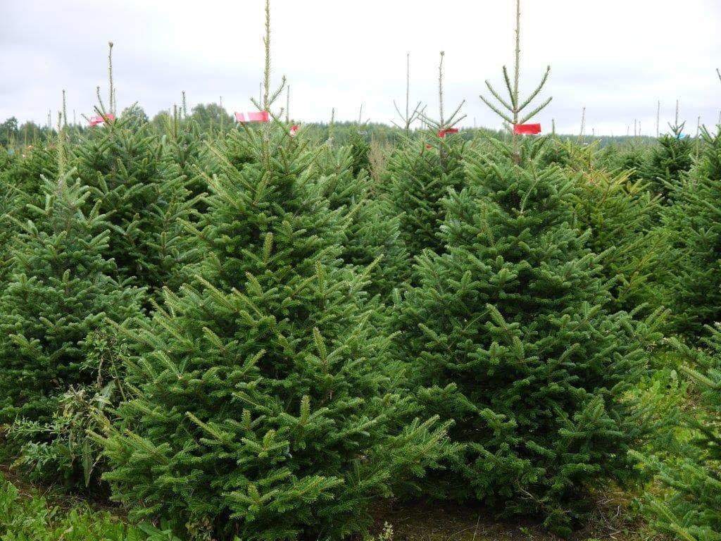 9ft Nordmann Fir Christmas Tree - Image 7